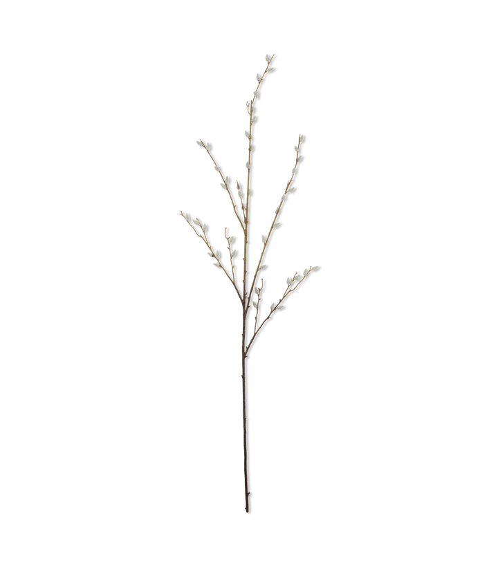 Pussy Willow Stem