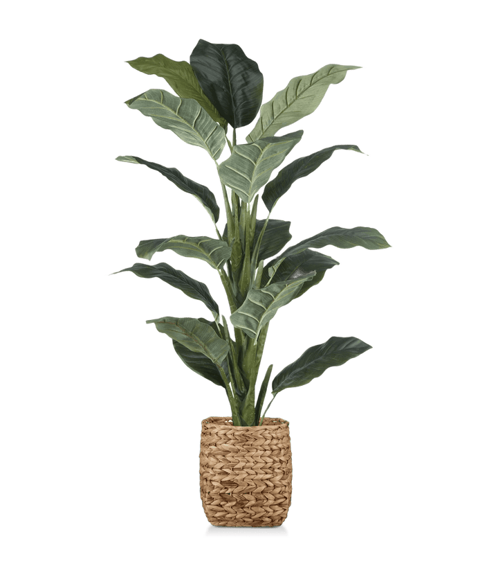 Large Ficus in Rattan Pot