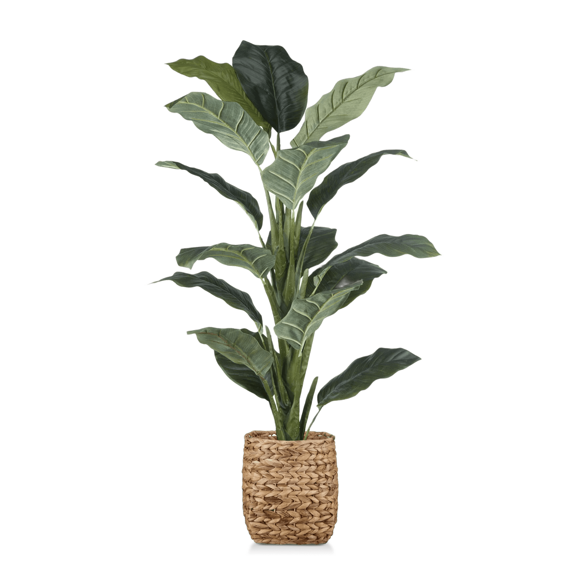 Large Ficus in Rattan Pot