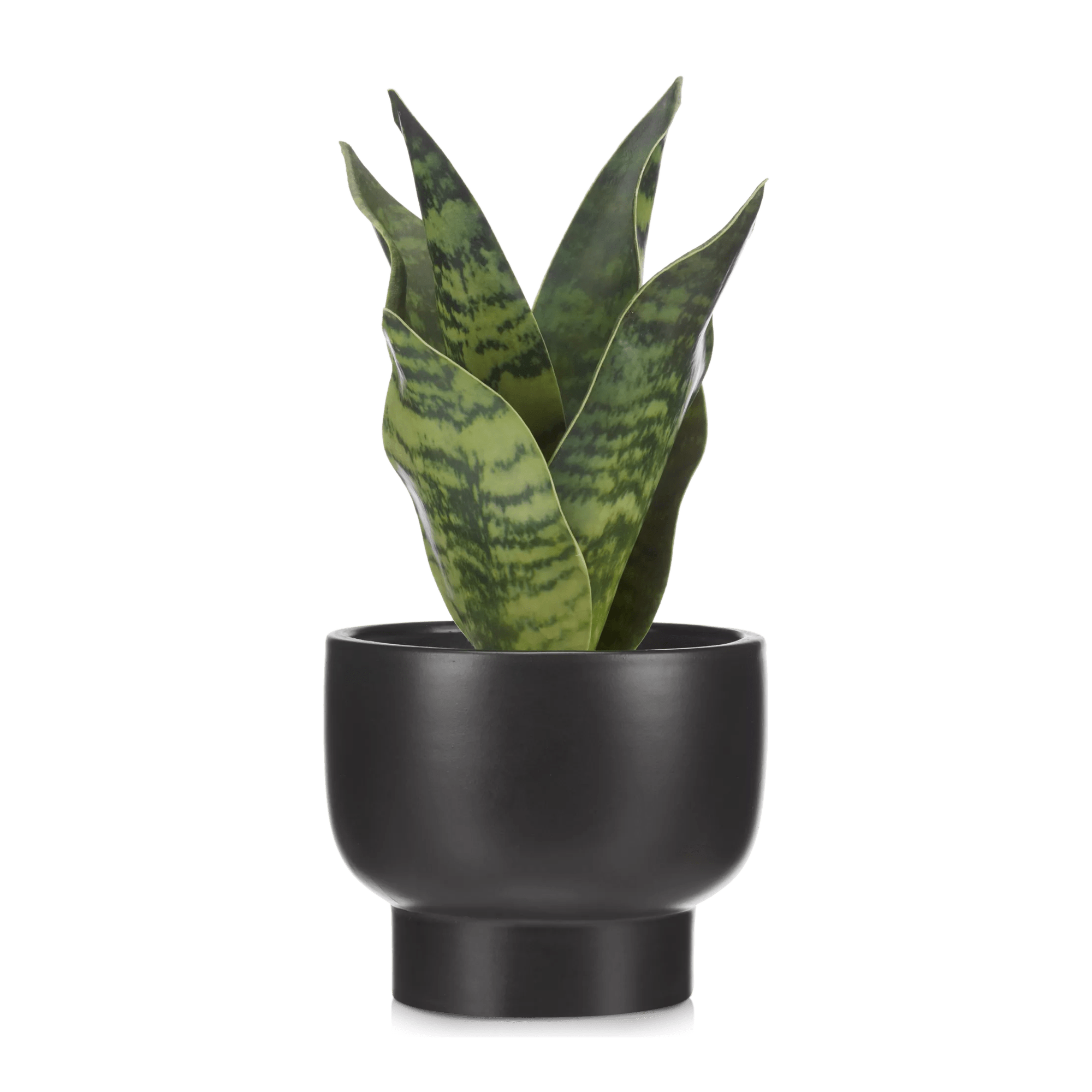 plant with black pot Artificial Plant in Black Matte Ceramic Pot – Bouclair