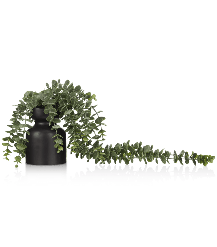 Waterfall Eucalyptus in Black Pot