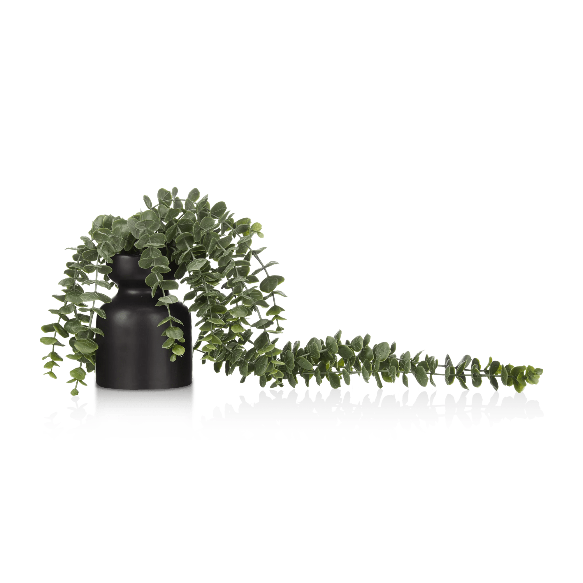 Waterfall Eucalyptus in Black Pot