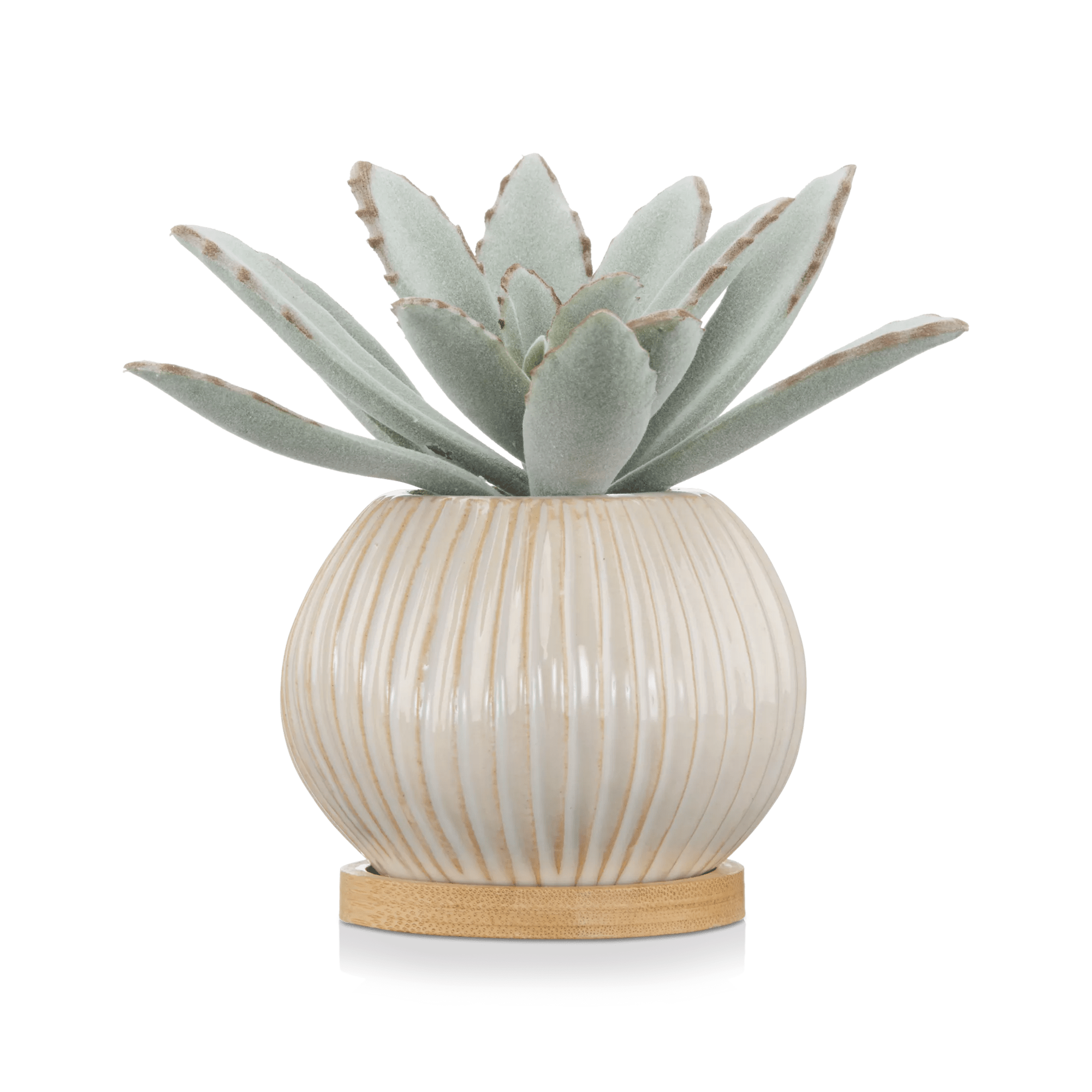 Succulent in Ceramic Pot