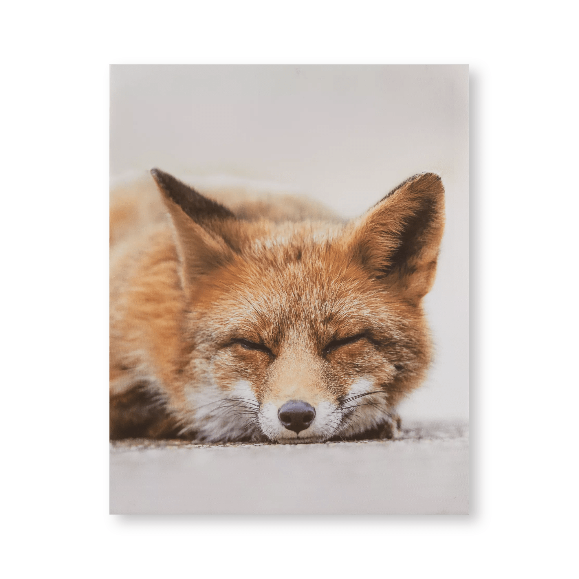 Tableau imprimé d'un renard endormi
