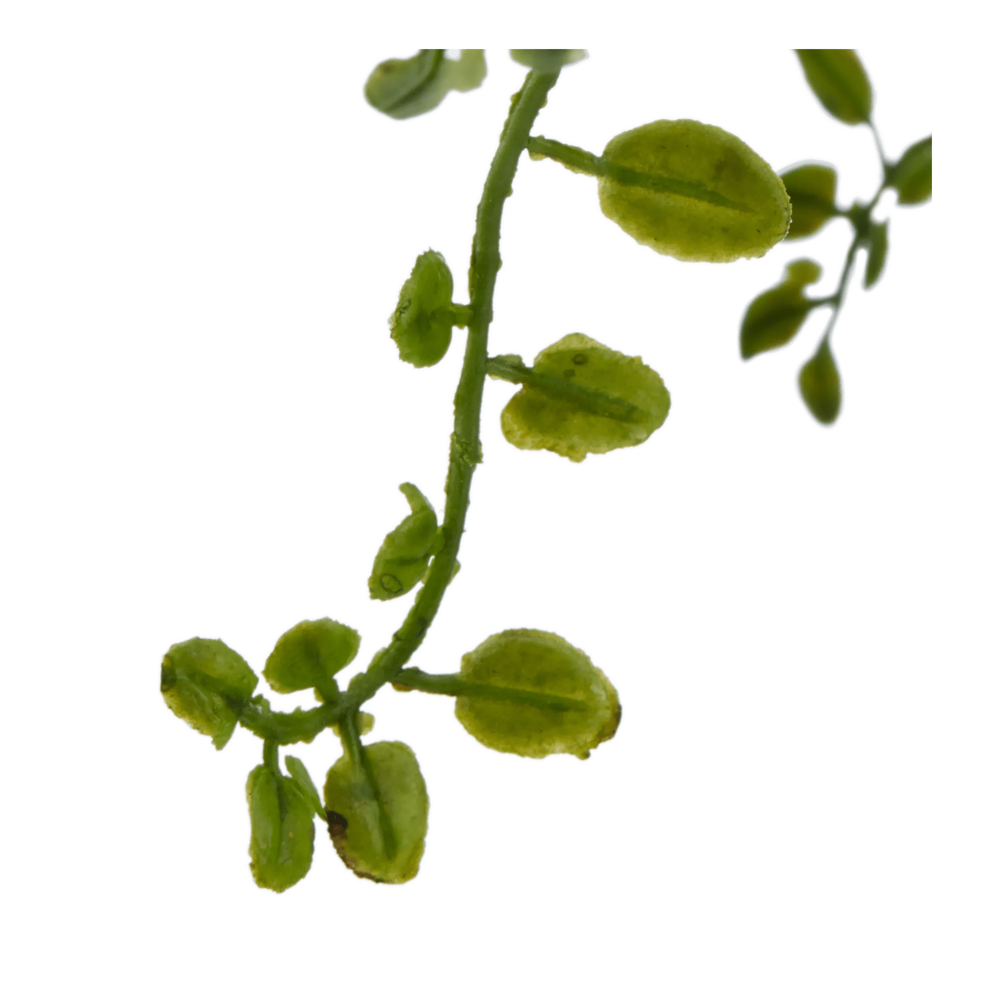 Artificial Fern
