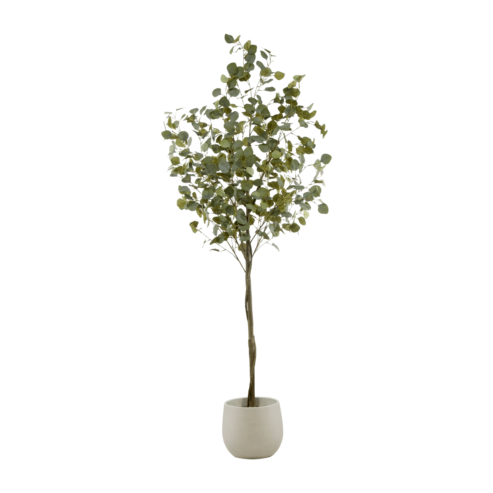 Eucalyptus Tree