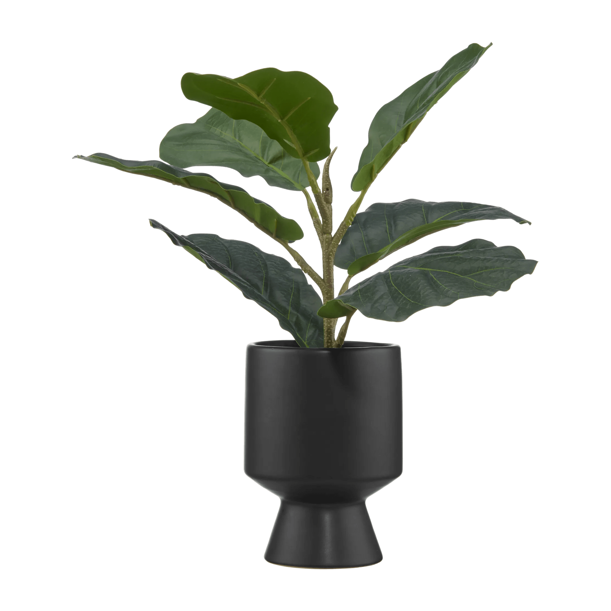 Ficus dans un pot noir en céramique