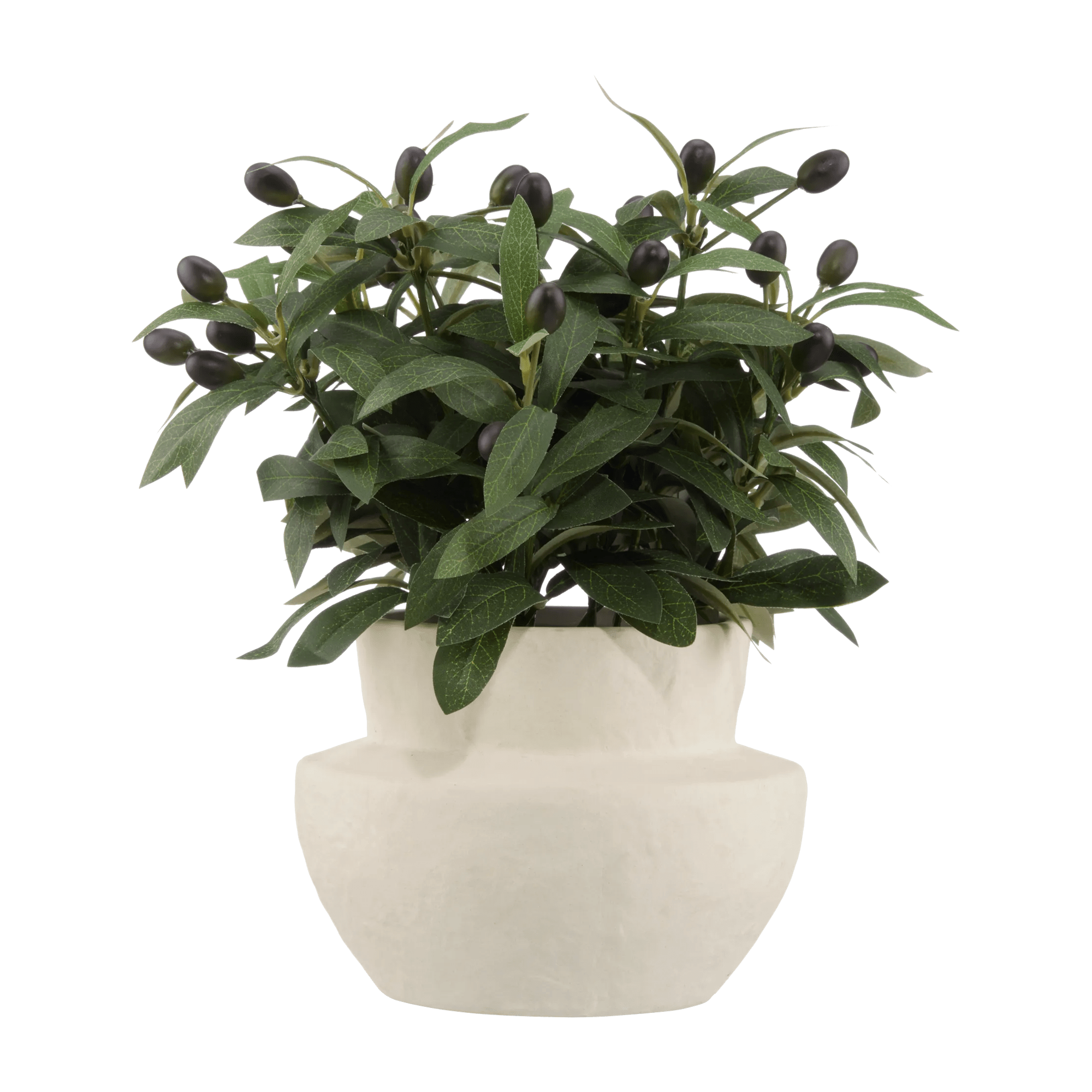 Olive Plant in Ceramic Pot