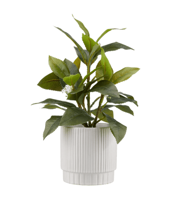 Newest Greenery & Flowers