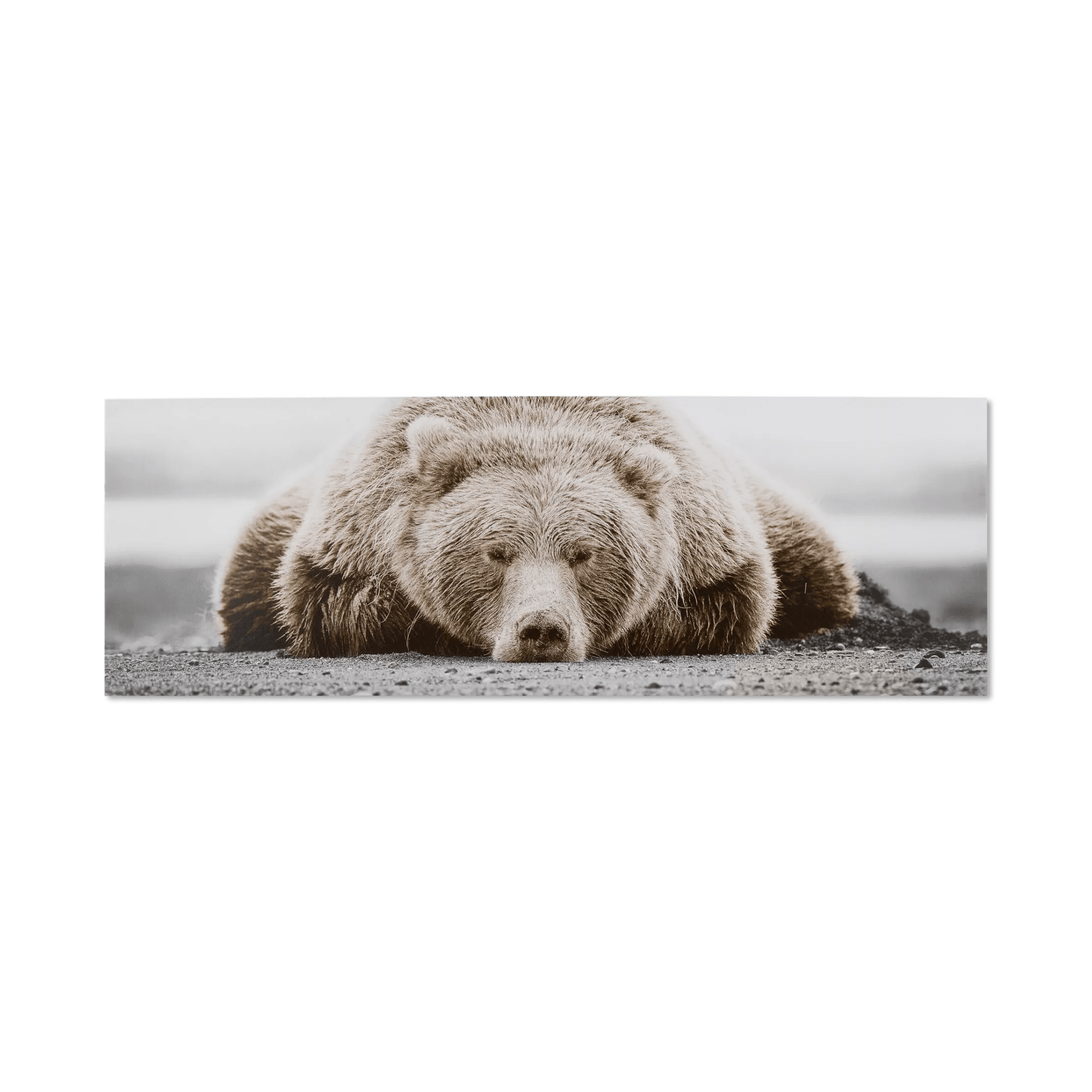 Tableau imprimé Ours