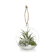 Clear