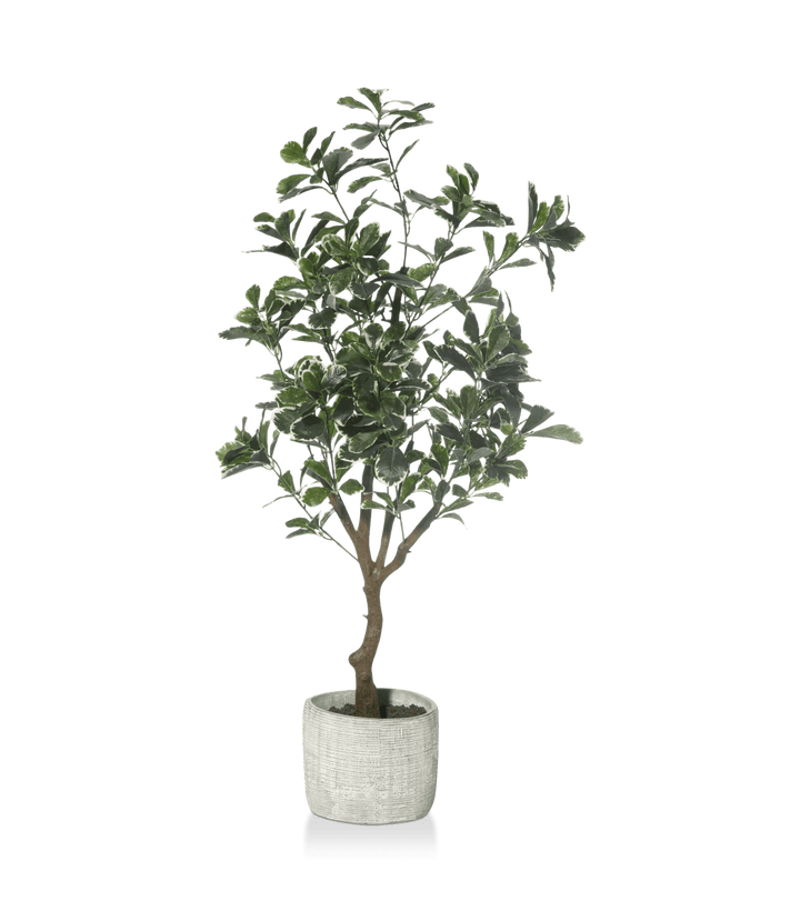 Large Artificial Aralia Tree