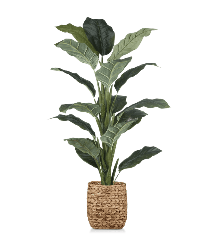 Ficus large en pot de rotin