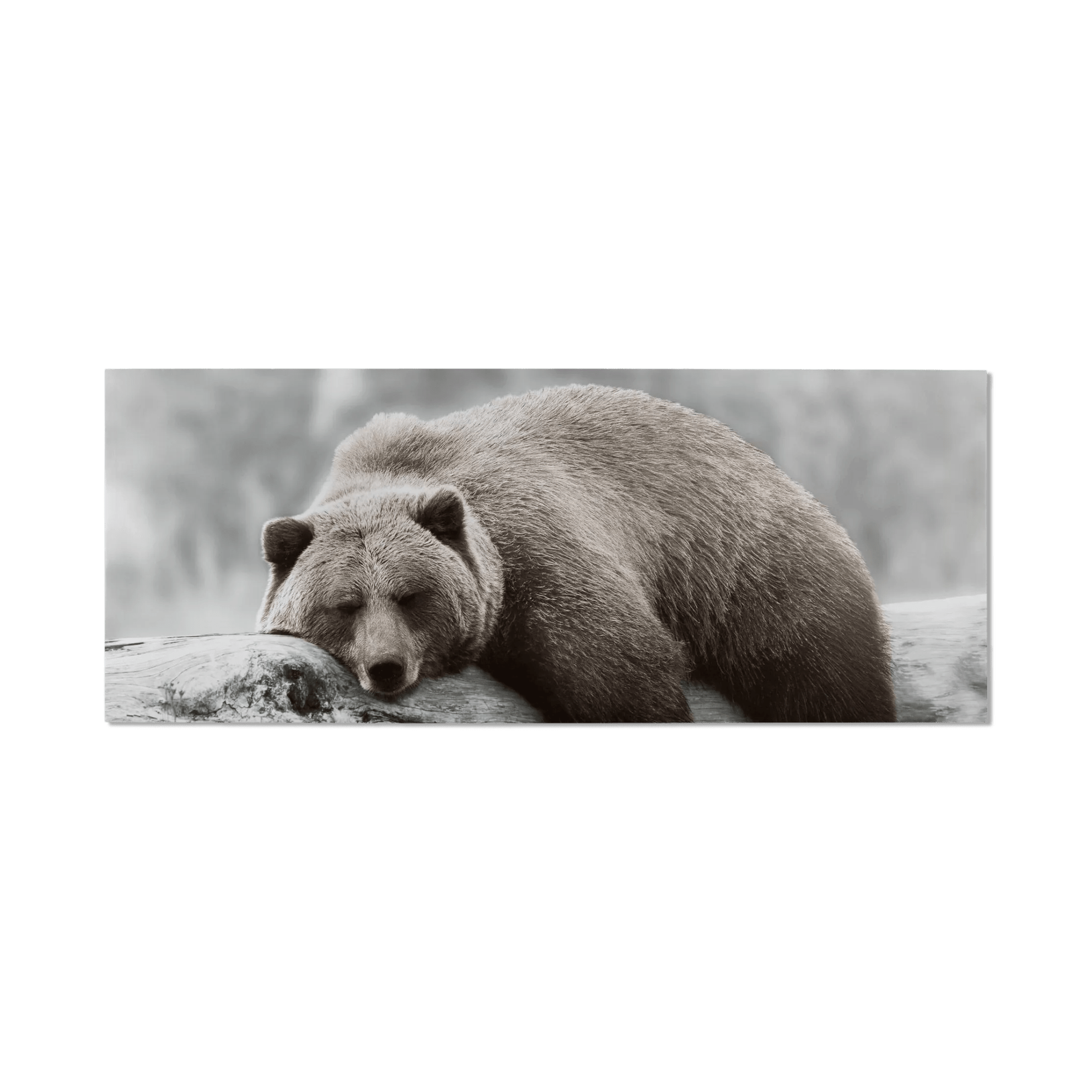 Sleepy Brown Bear Printed Canvas