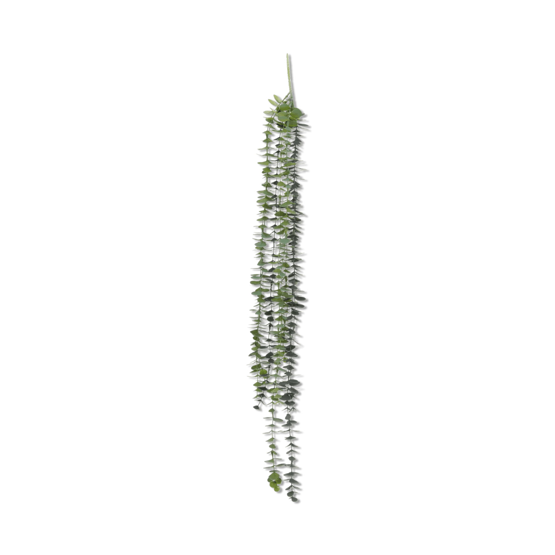 Eucalyptus suspendu