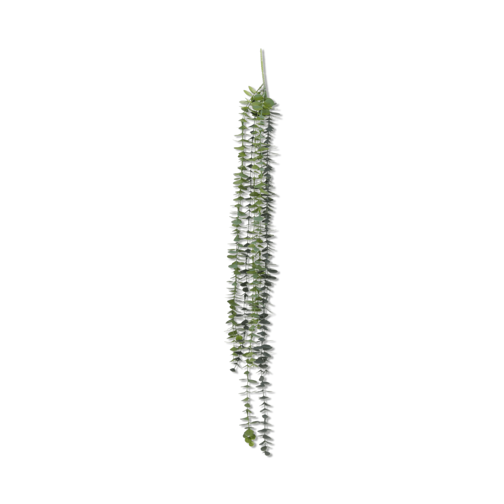Eucalyptus suspendu