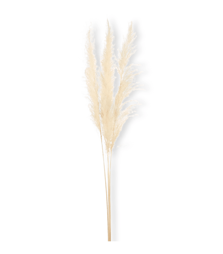 Branche des Pampas naturelle