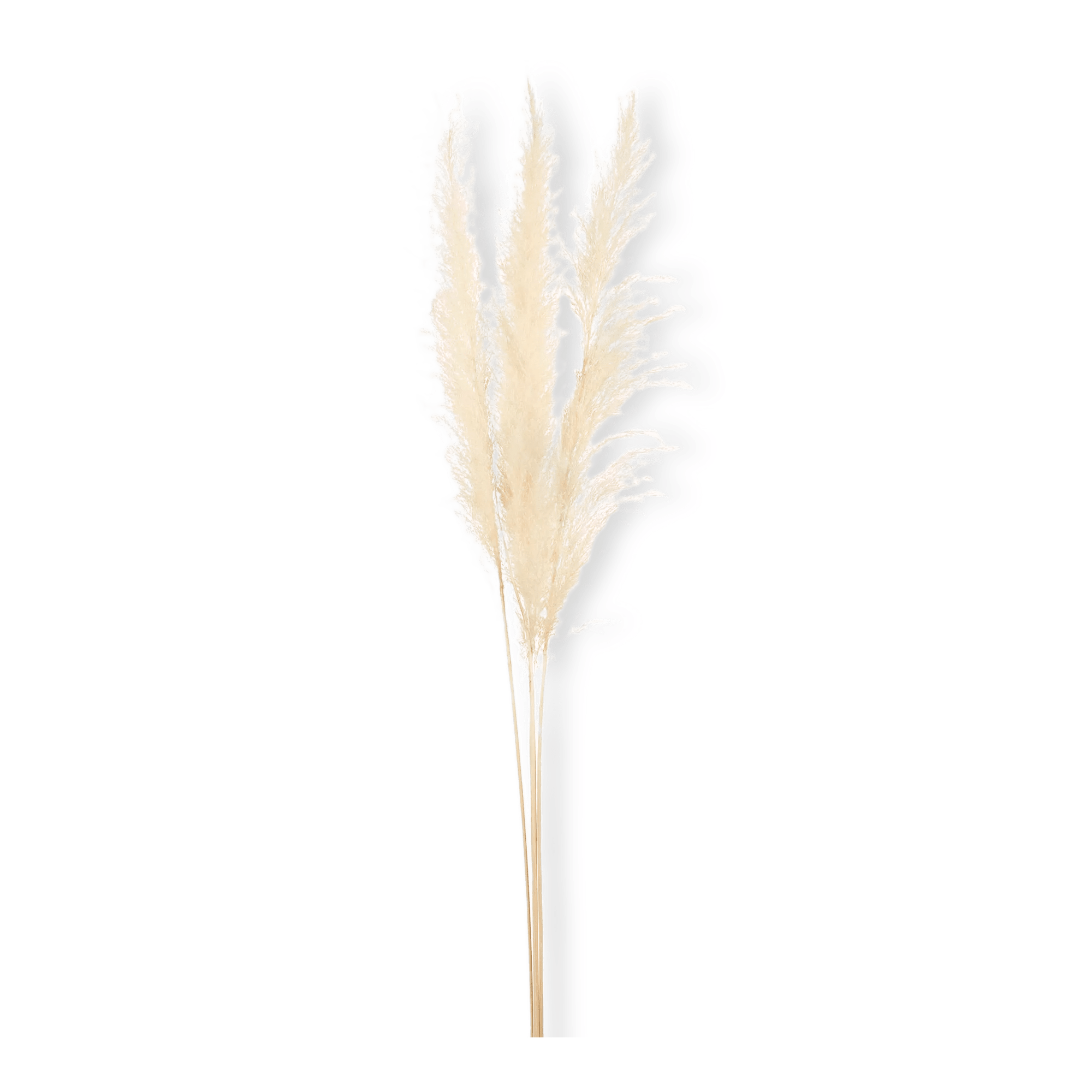 Branche des Pampas naturelle