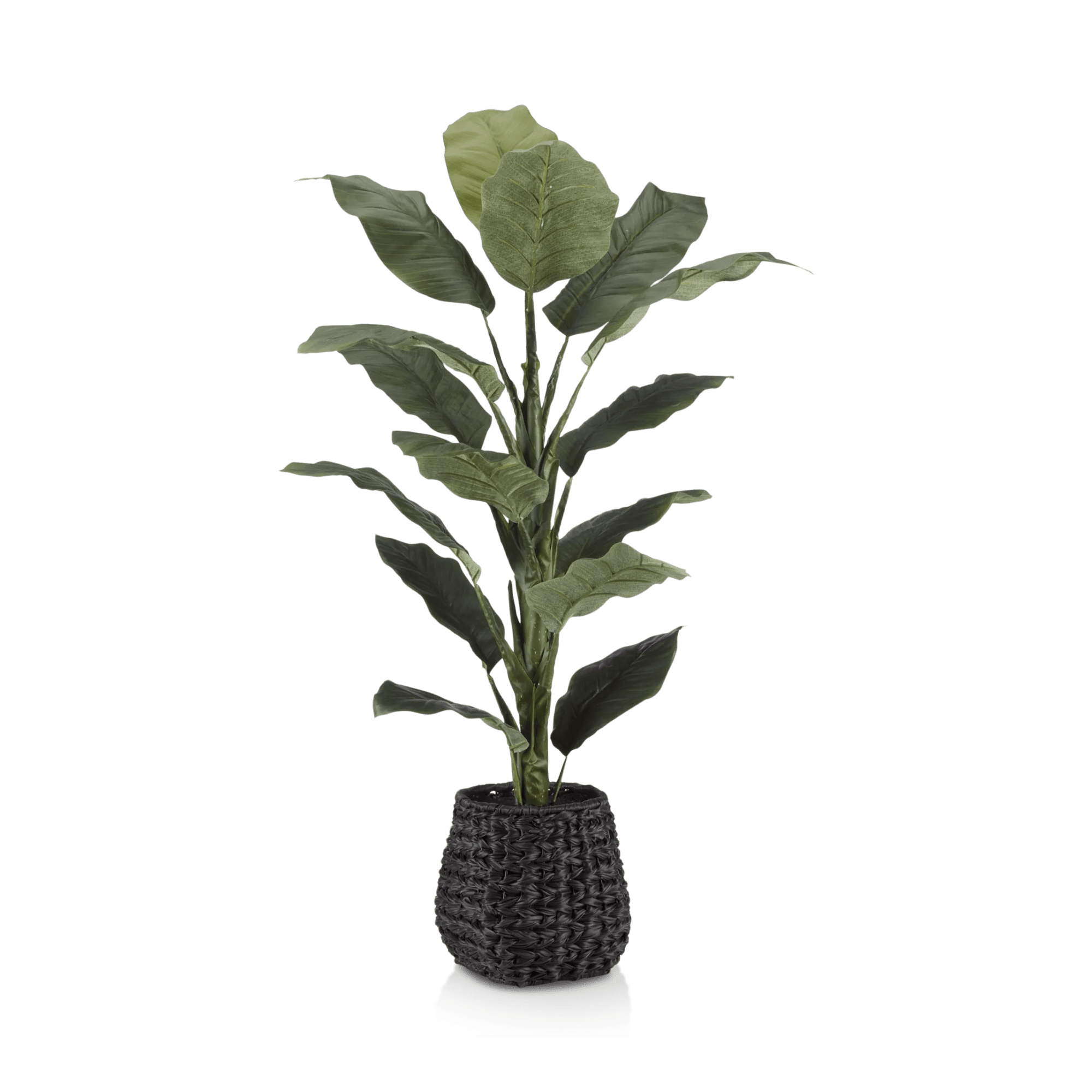 Large  Ficus in Black Rattan Pot