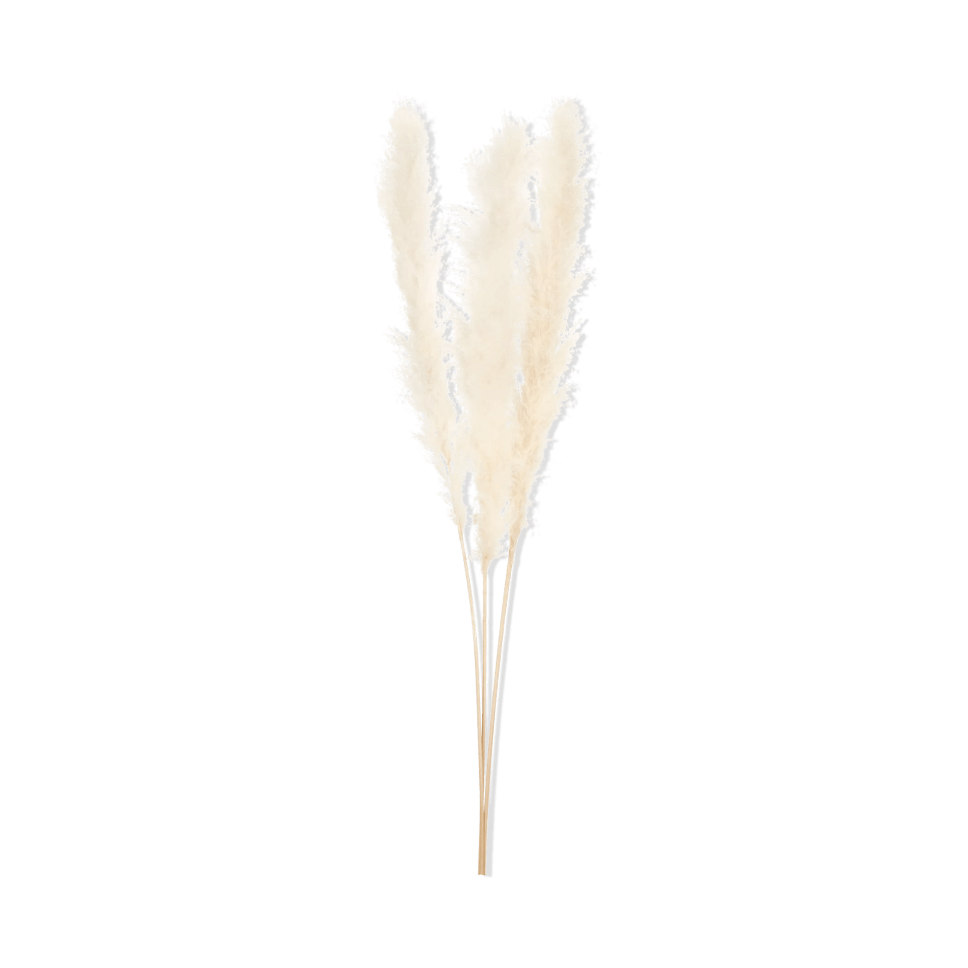 Grande herbe de la pampa 150 cm