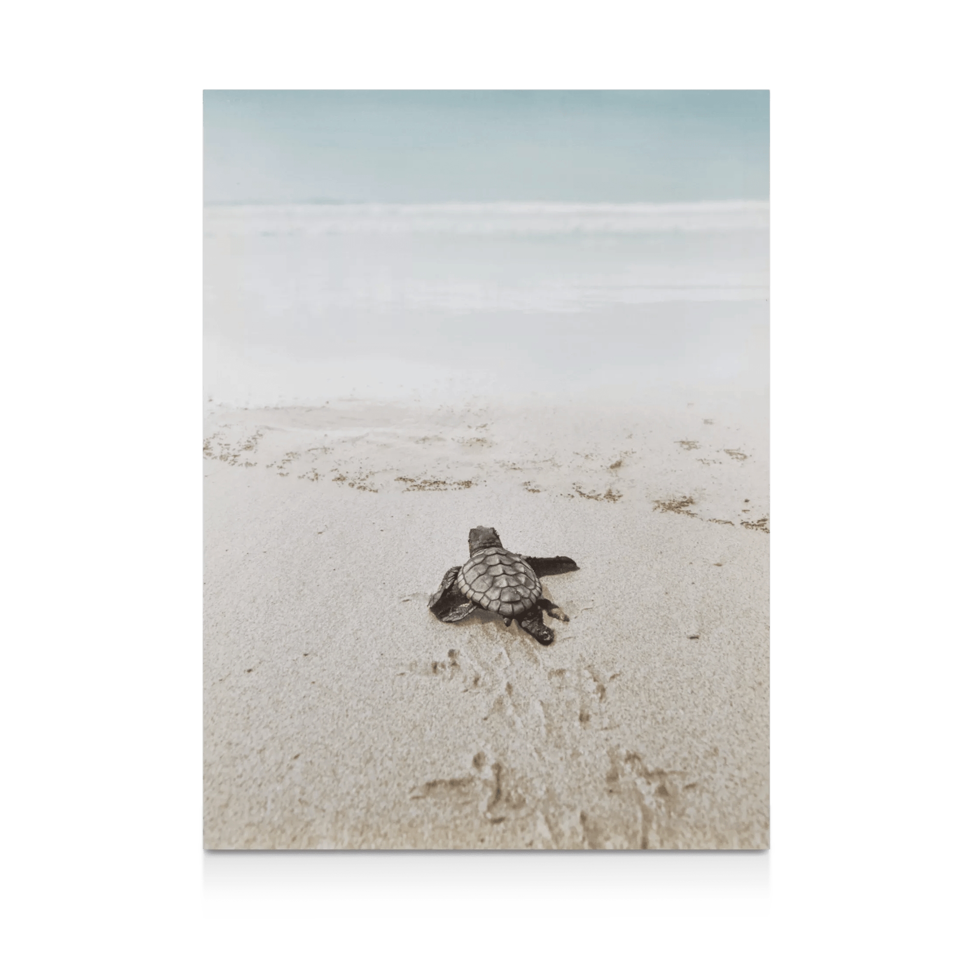 Baby Turtle on Beach Printed Canvas