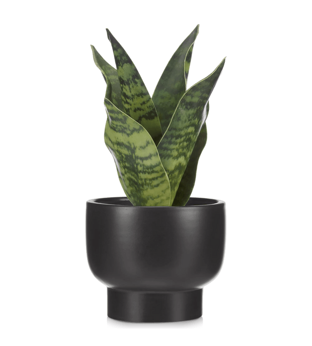 Artificial Plant in Black Matte Ceramic Pot