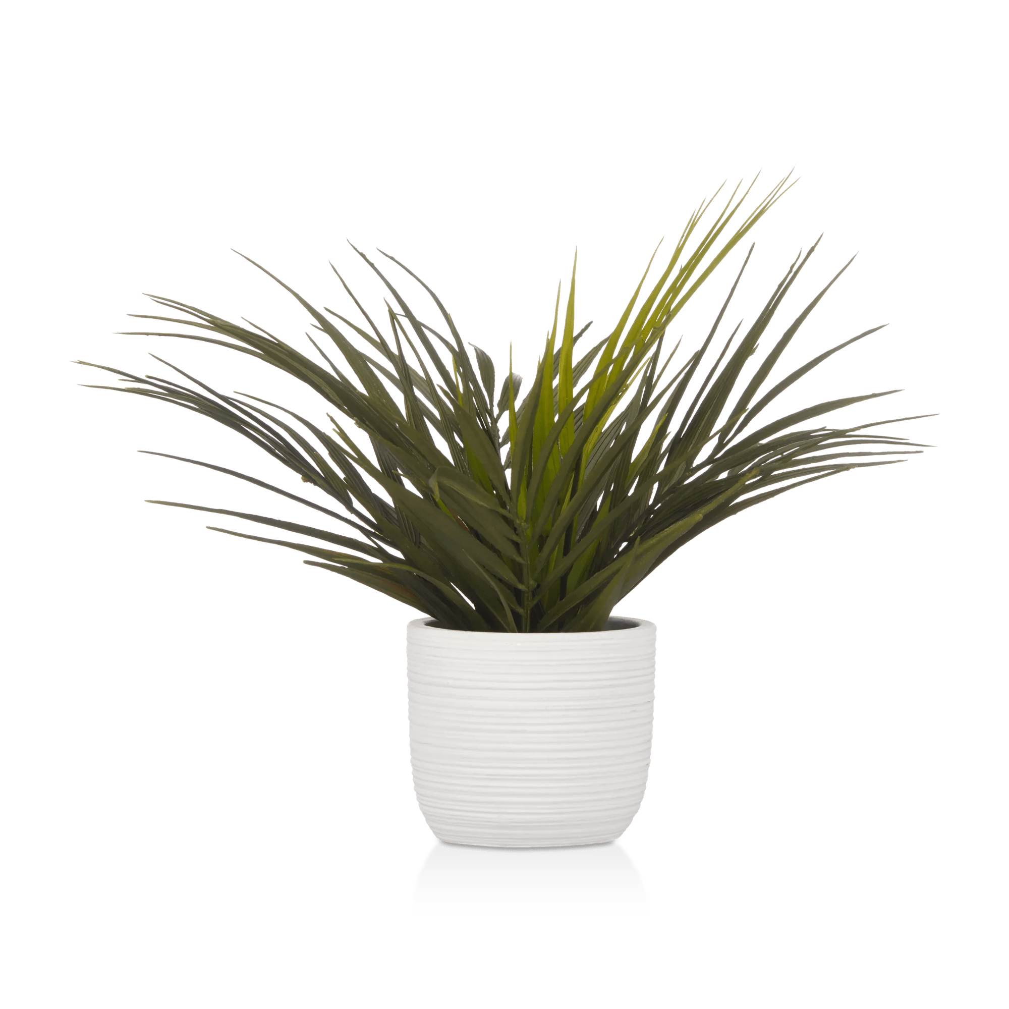 Plante tropicale avec pot en céramique texturée