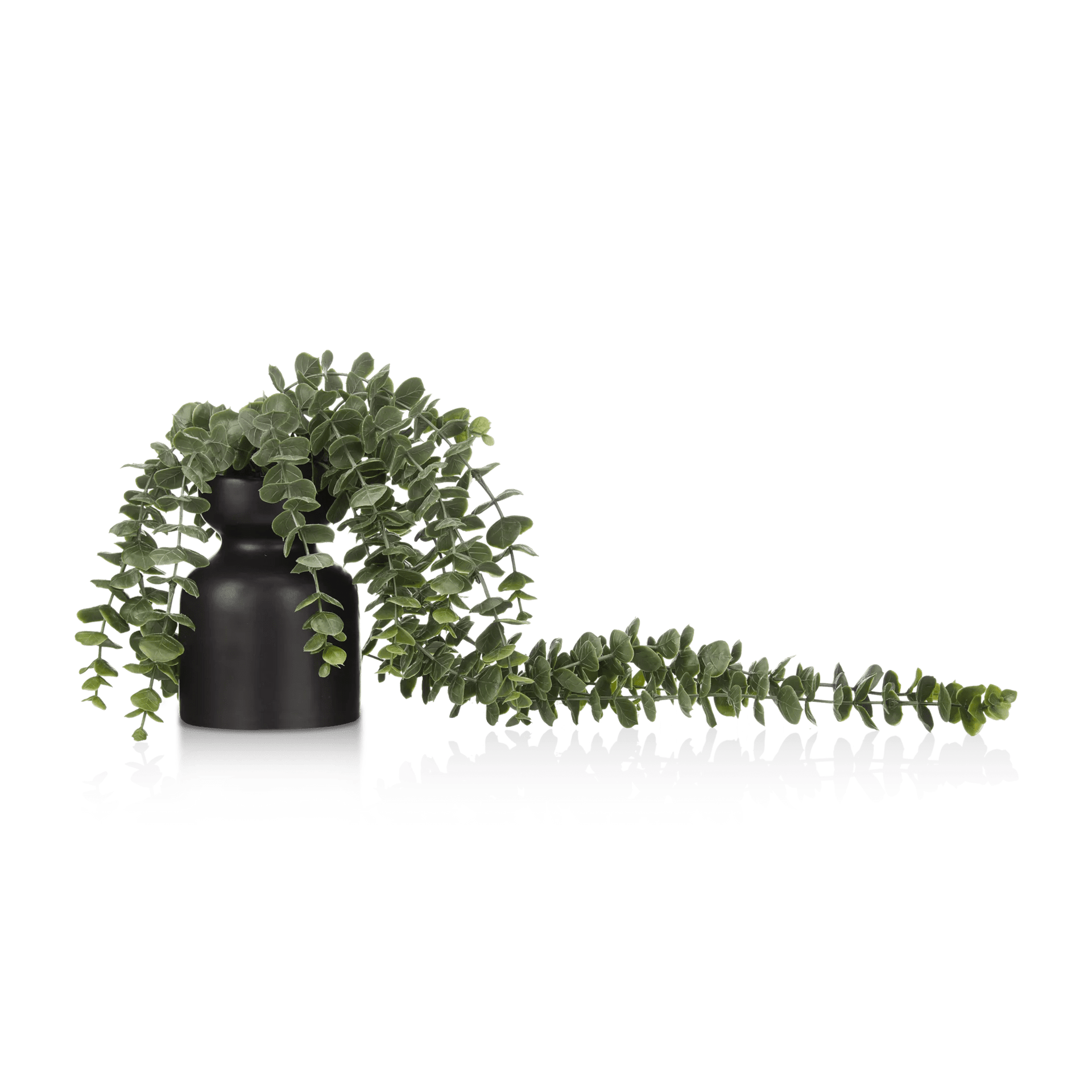 Waterfall Eucalyptus in Black Pot
