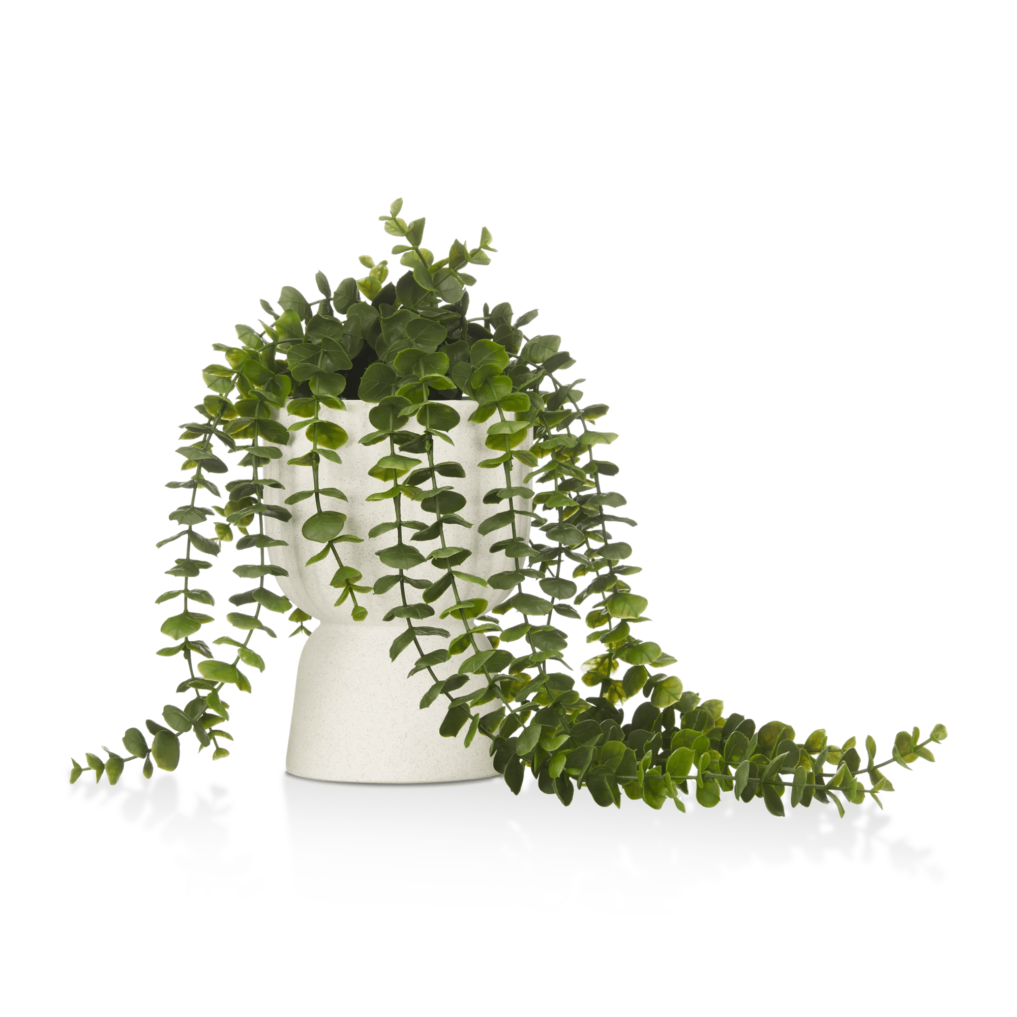 Eucalyptus cascade en pot sablier blanc