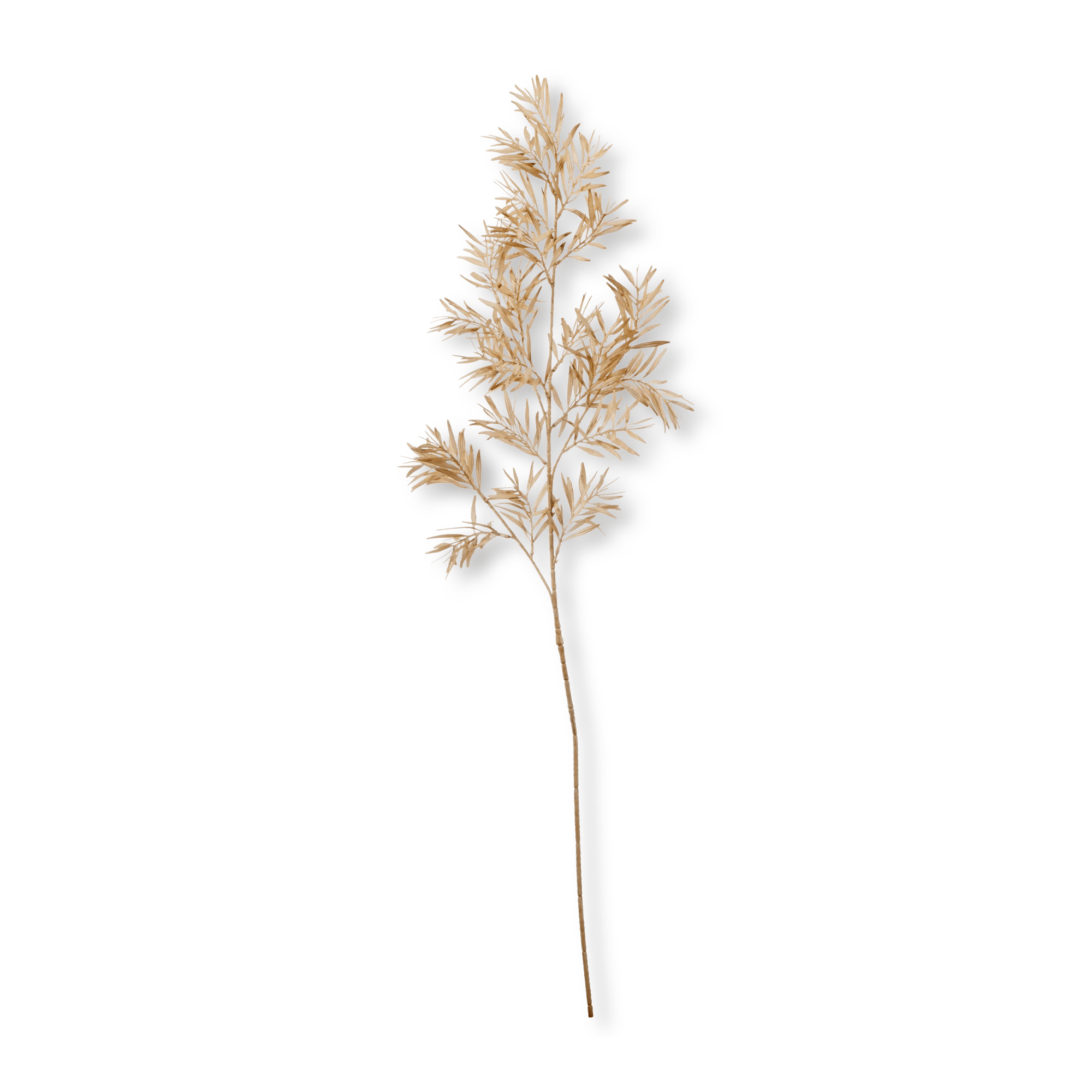 Branche de feuilles sauvages