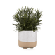 Vert