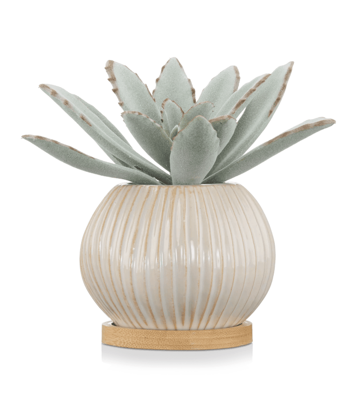 Plante succulente dans un pot en céramique
