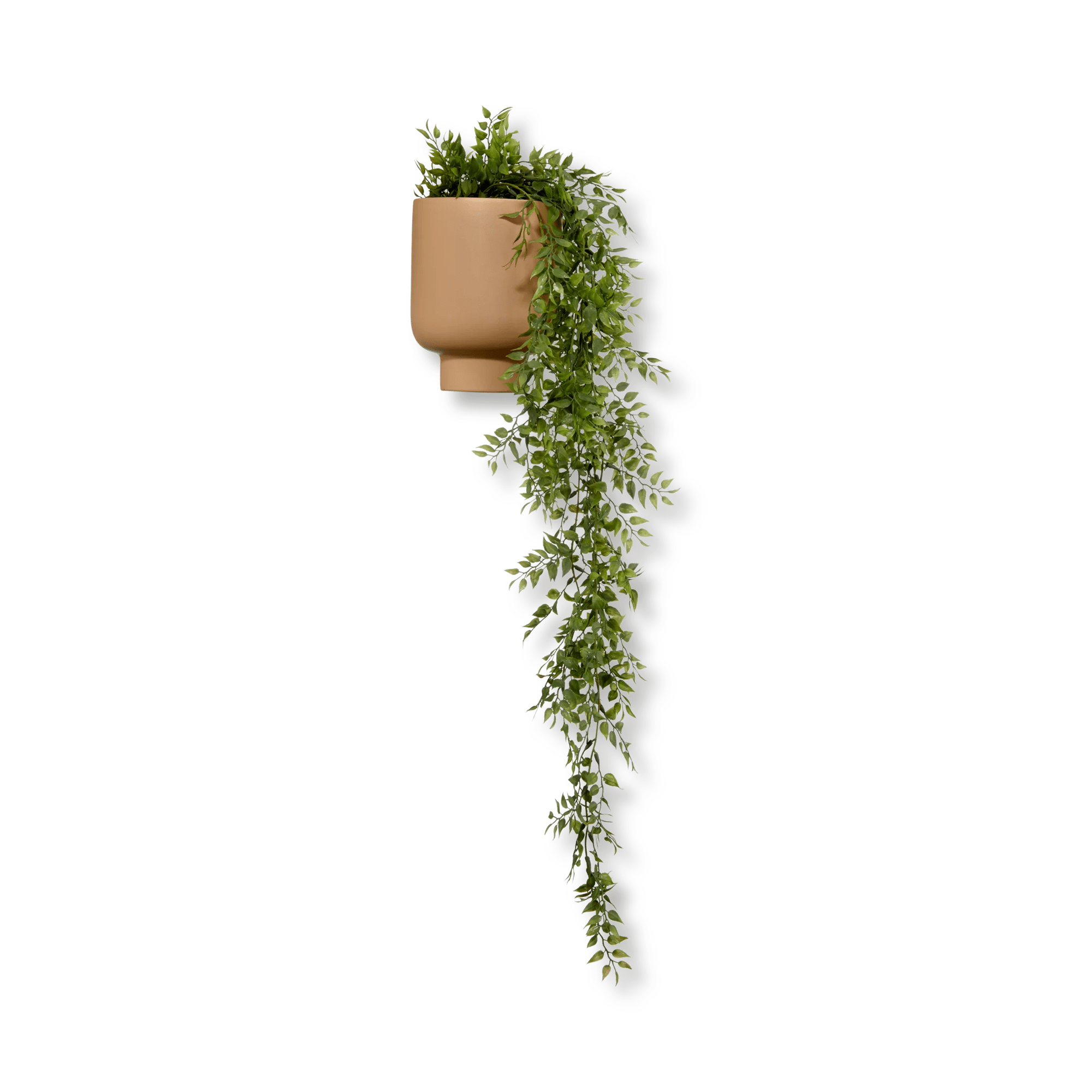 Waterfall Plant in Ceramic Pot