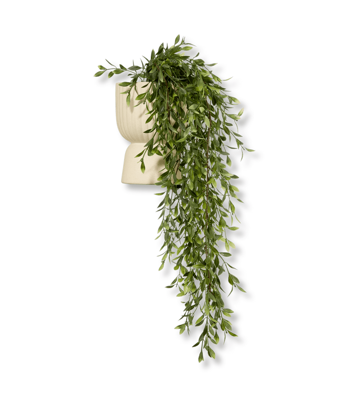 Waterfall Plant in Ceramic Pot
