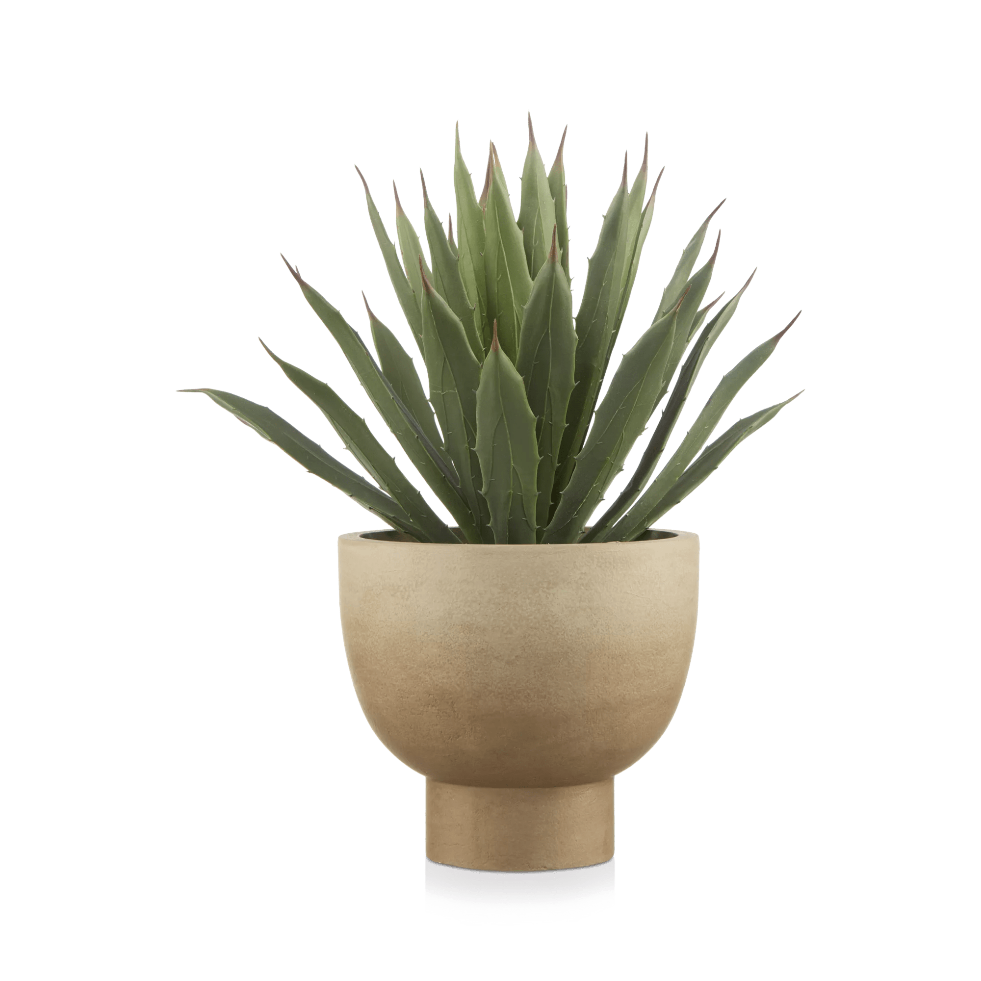 Agave in Pot