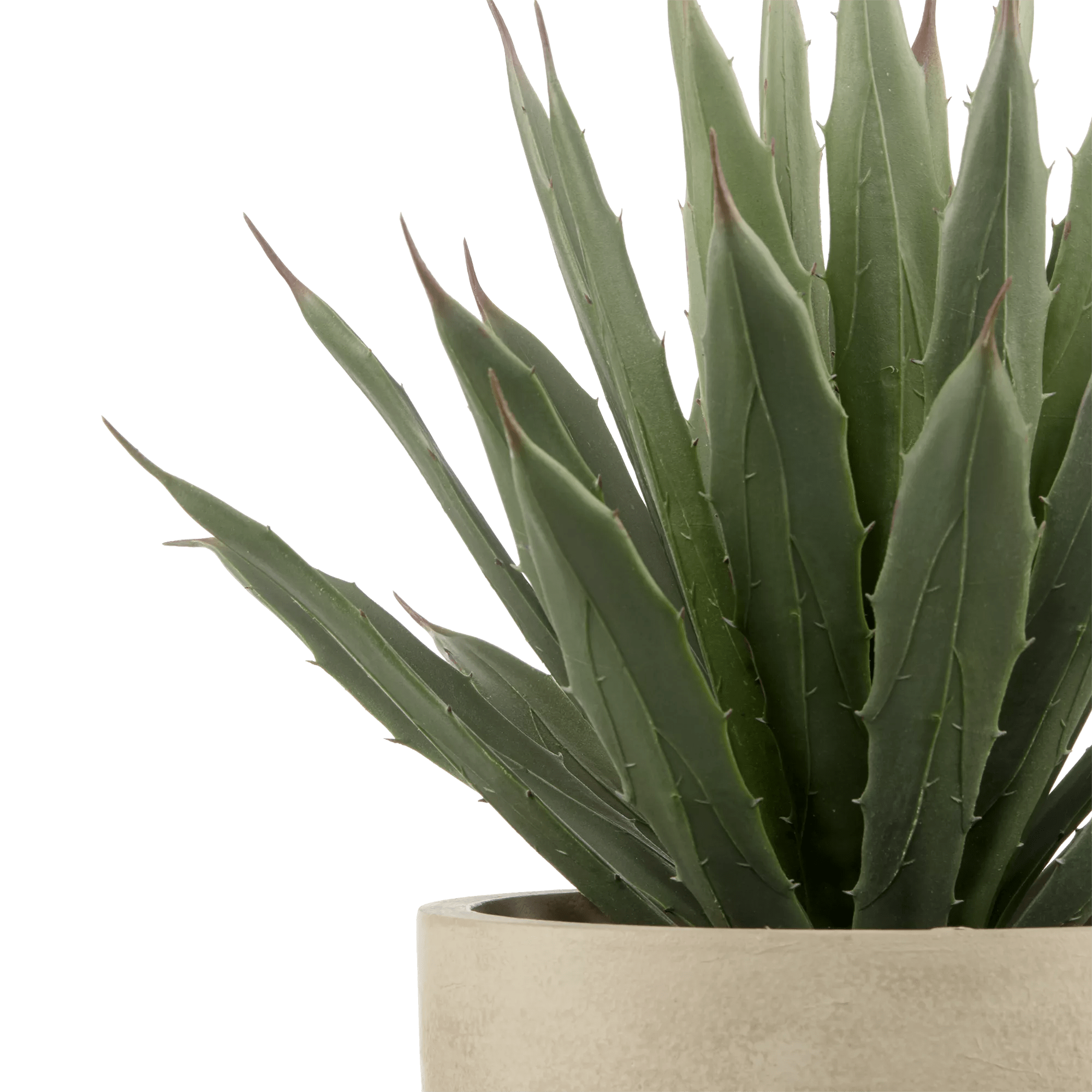 Agave in Pot – Bouclair