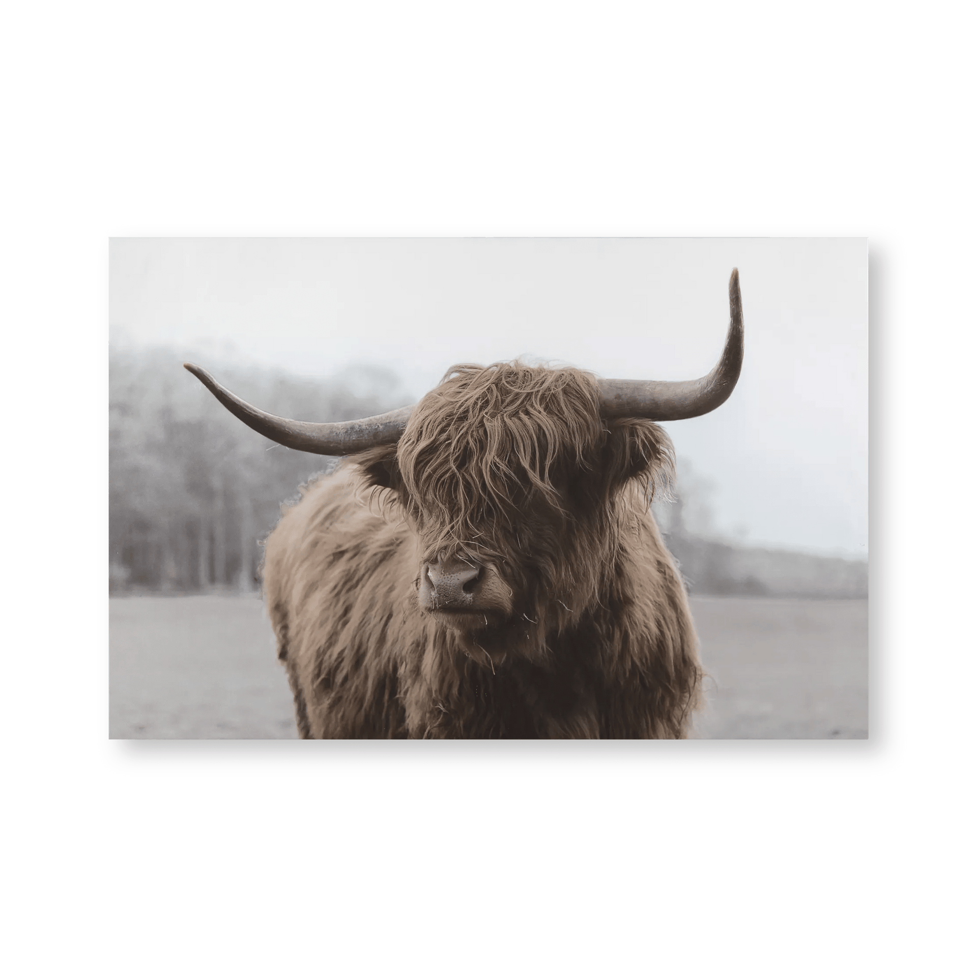 Tableau imprimé d'une vache Highland