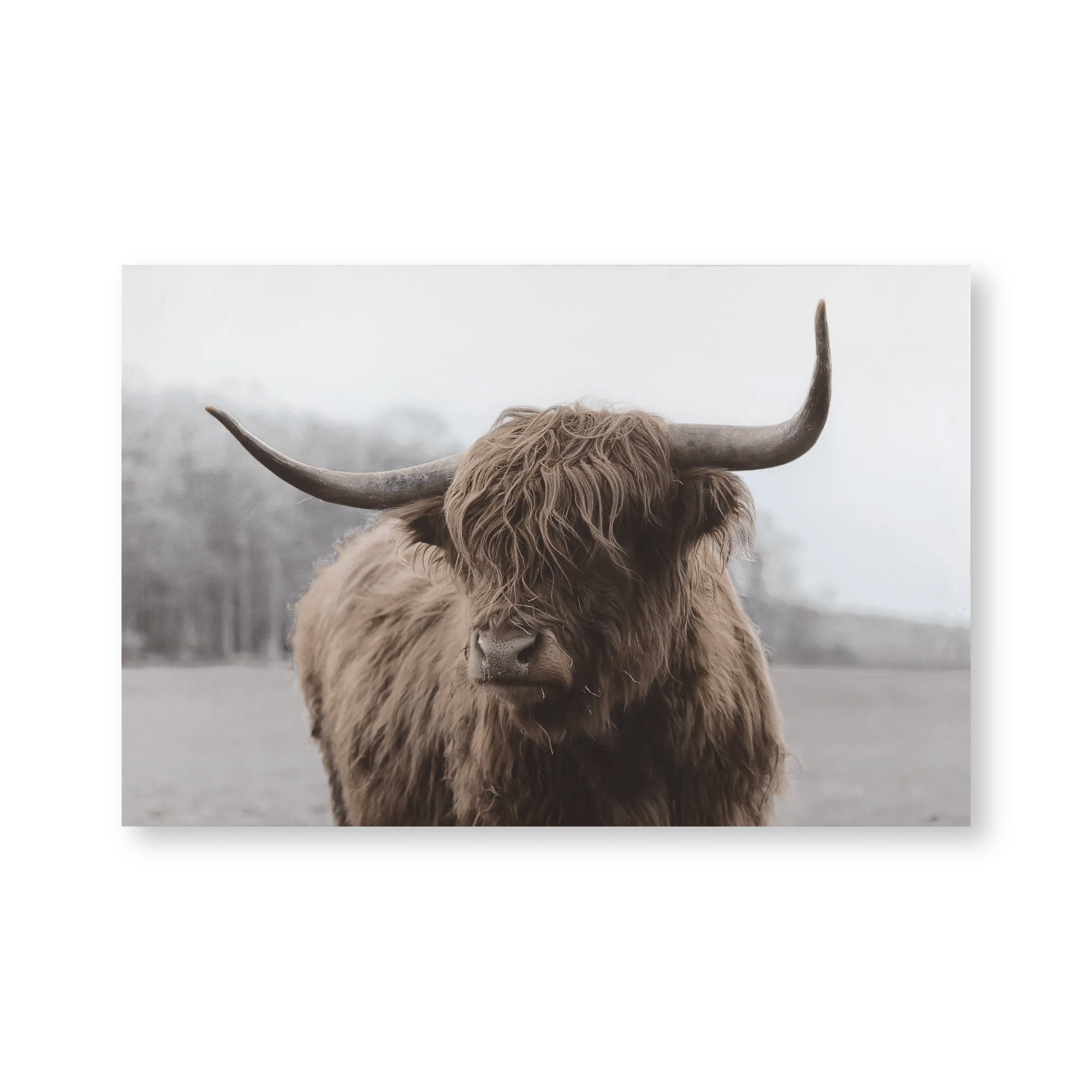 Tableau imprimé d'une vache Highland