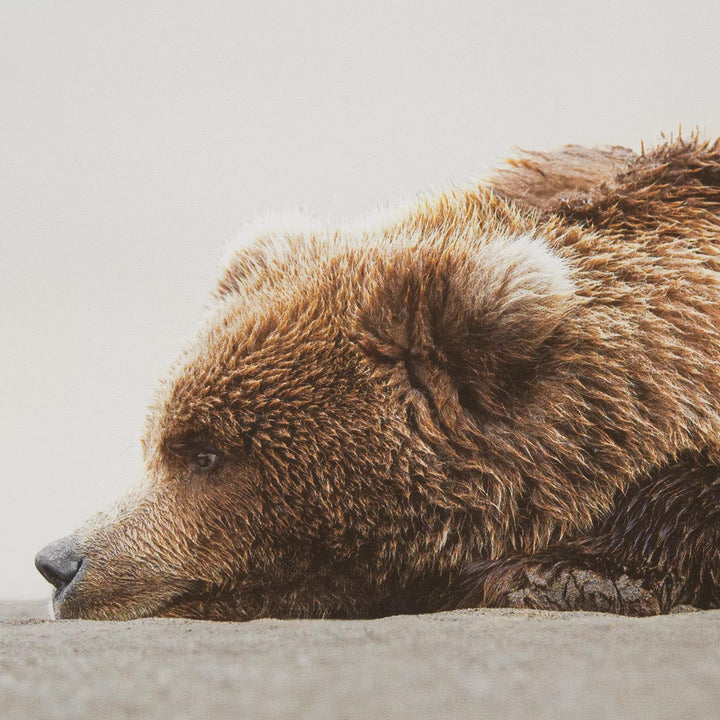 Cadre imprimé d'un ours endormi