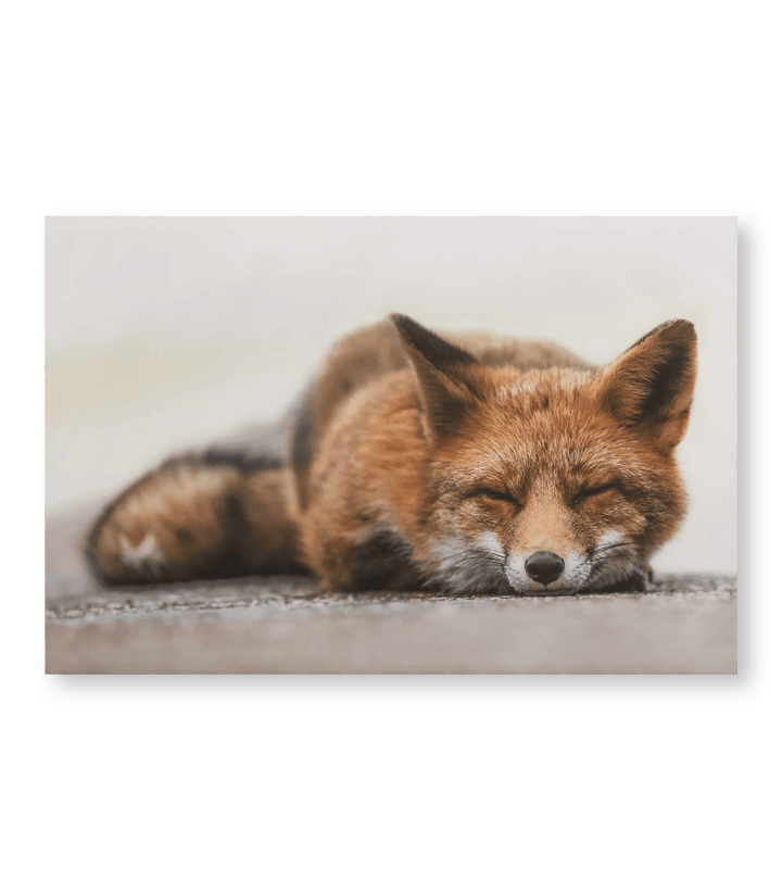 Sleeping Fox Printed Canvas