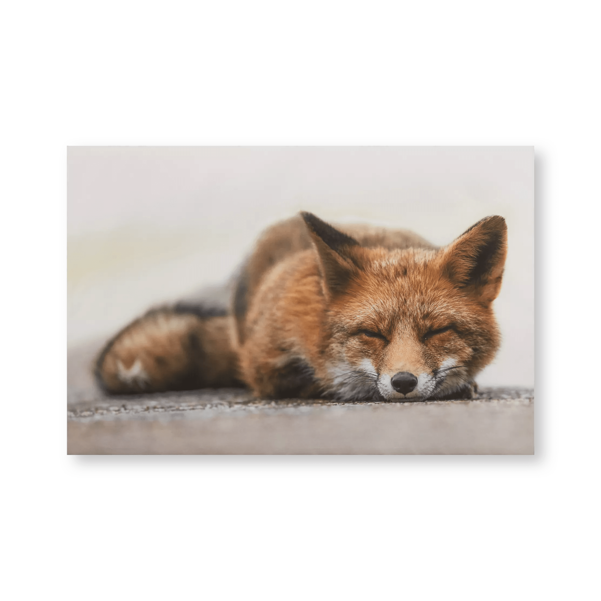 Sleeping Fox Printed Canvas