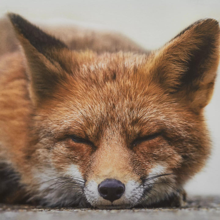 Tableau imprimé d'un renard endormi