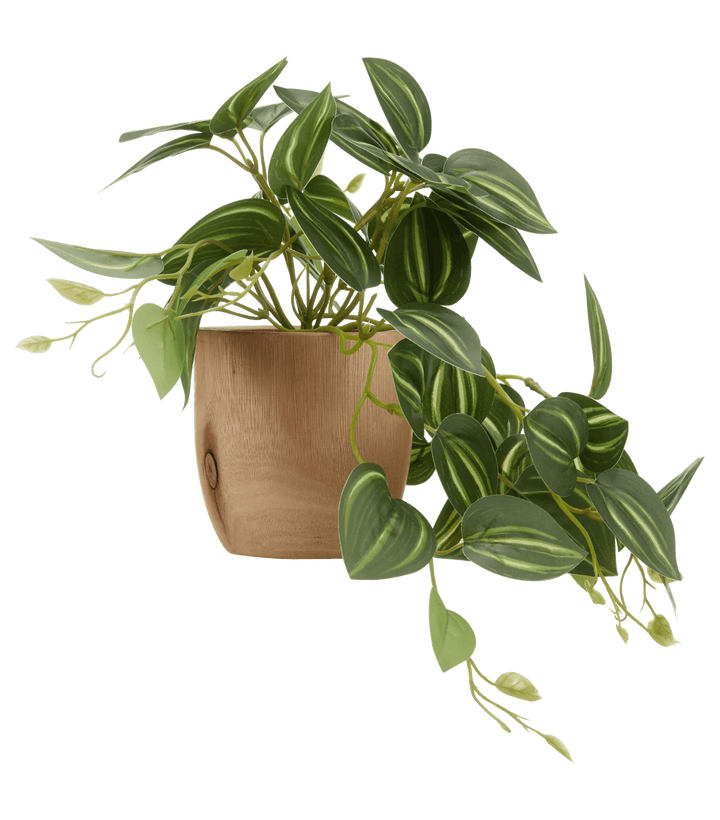 Fittonia artificiel en pot de bois