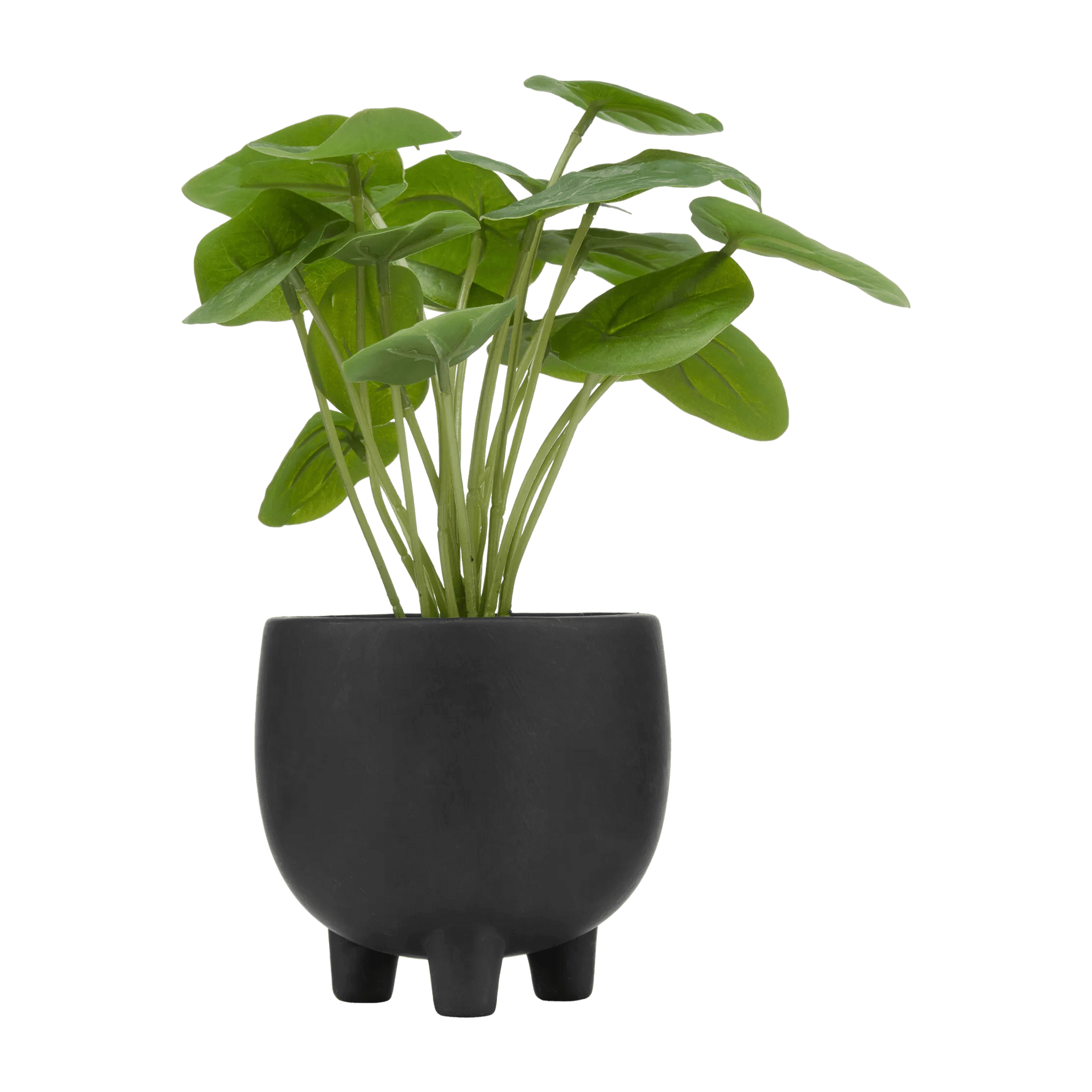 Artificial Pilea in Ceramic Pot