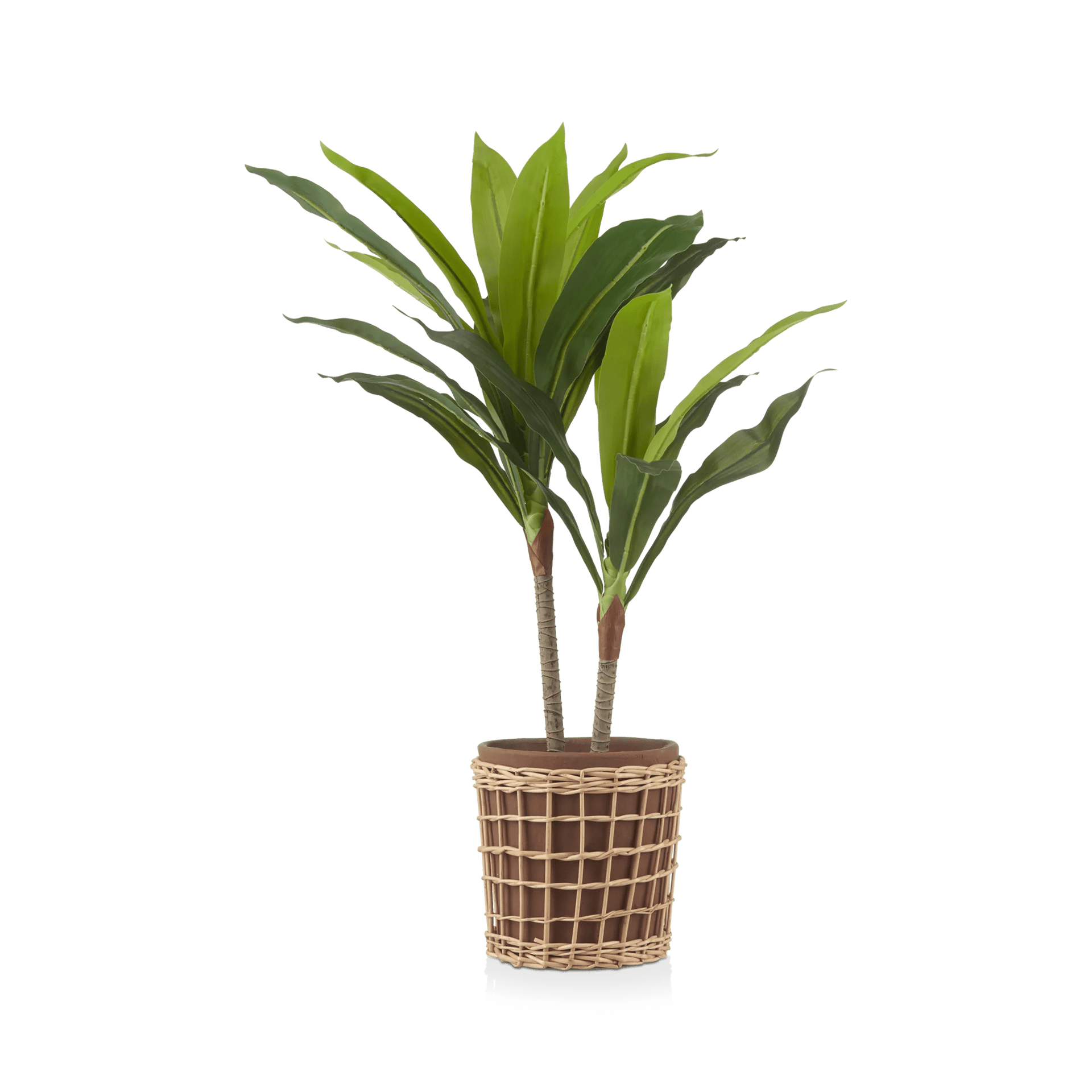 Artificial Dracaena in Woven Pot