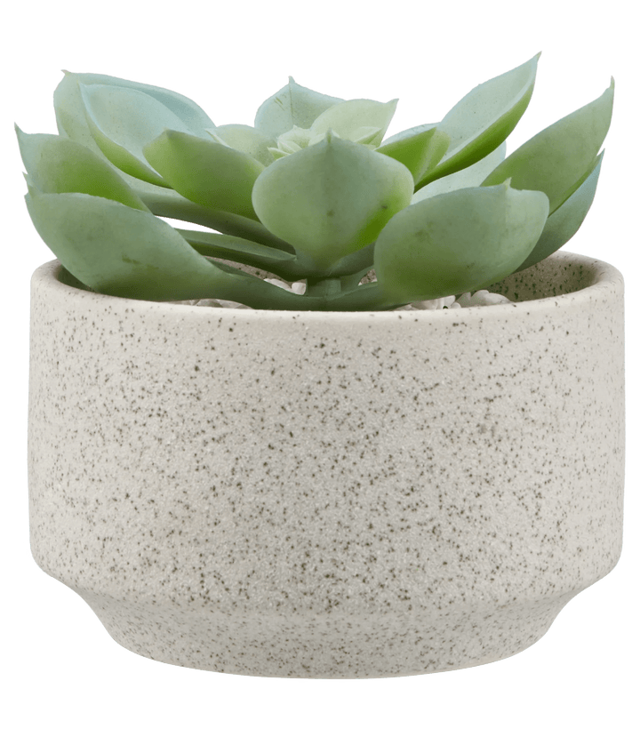 Succulent in Ceramic Pot