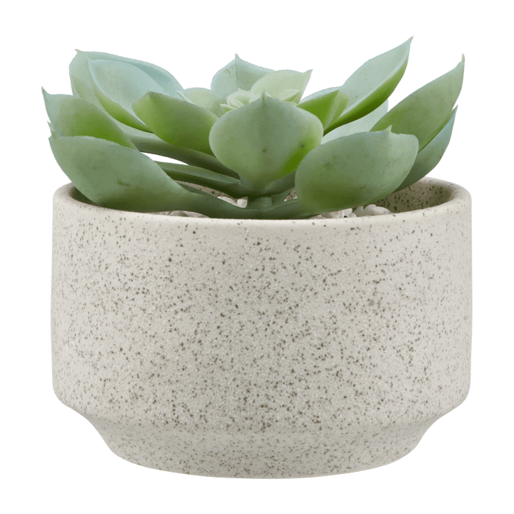 Succulent in Ceramic Pot