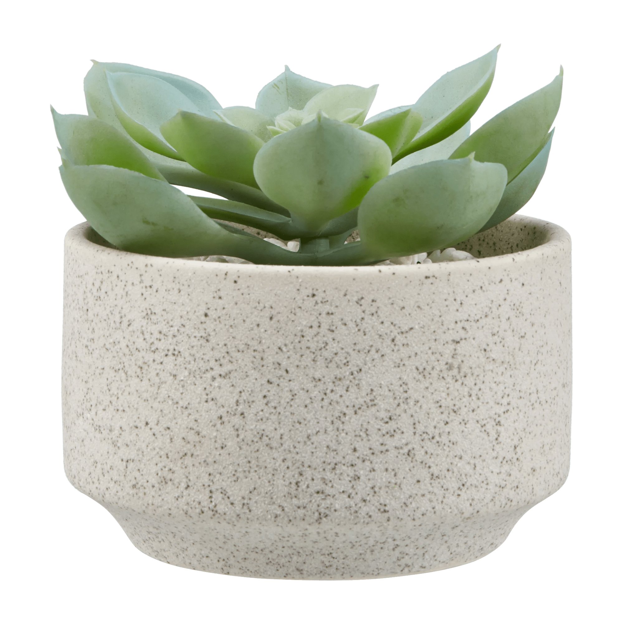 Succulent in Ceramic Pot