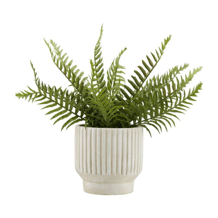 Potted Fern