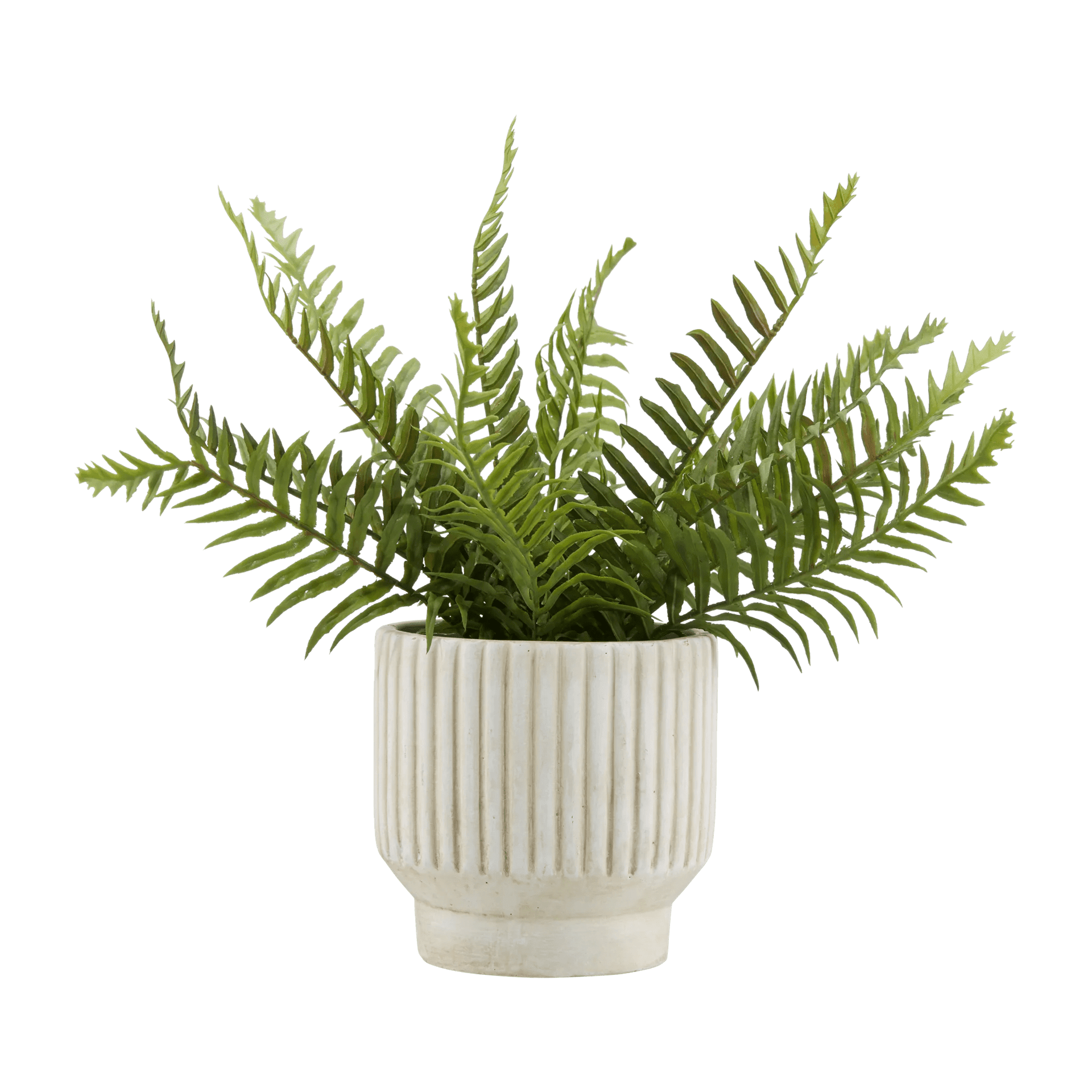 Potted Fern